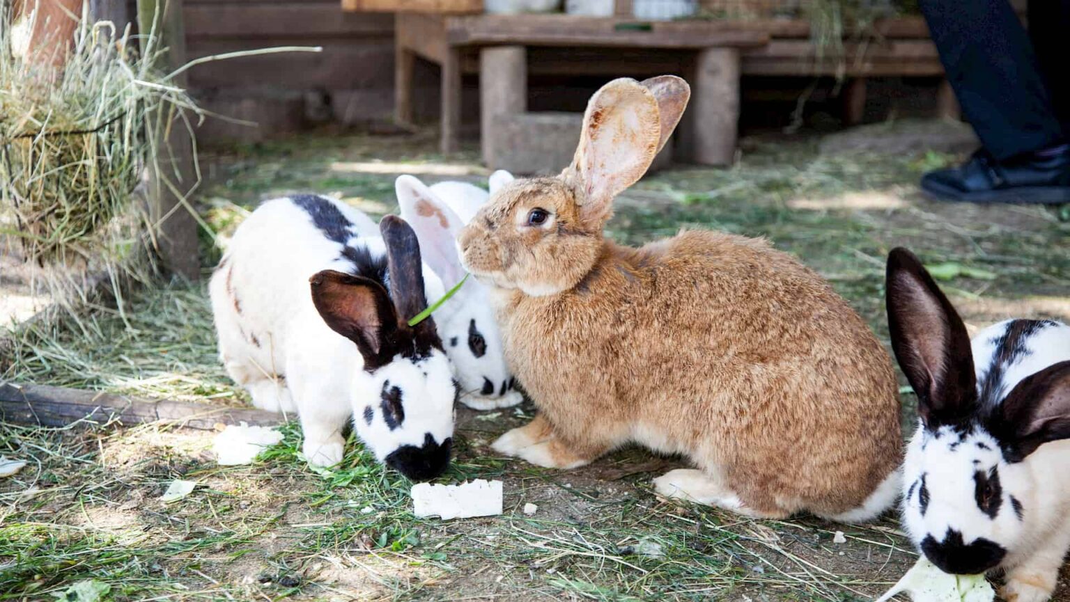 Familienhotel Der Ponyhof, Familotel Steiermark: Hasen im Stall
