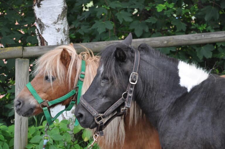 Familienhotel Der Ponyhof, Familotel Steiermark: Die beiden Ponys warten auf euren Besuch bei eurem nächsten Reiterurlaub bei uns.